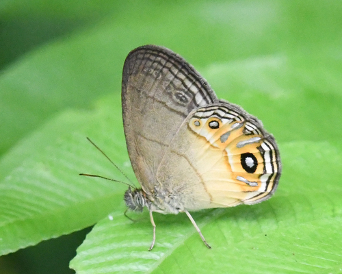Splendeuptychia boliviensis