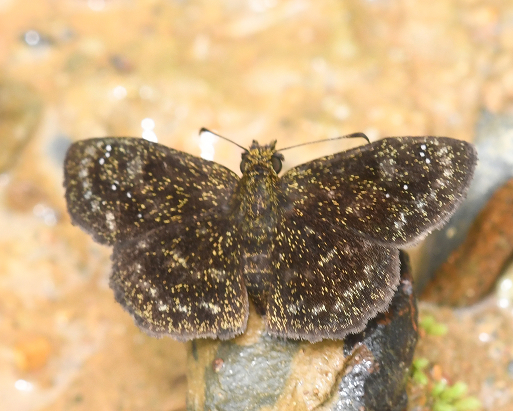 Staphylus lizeri