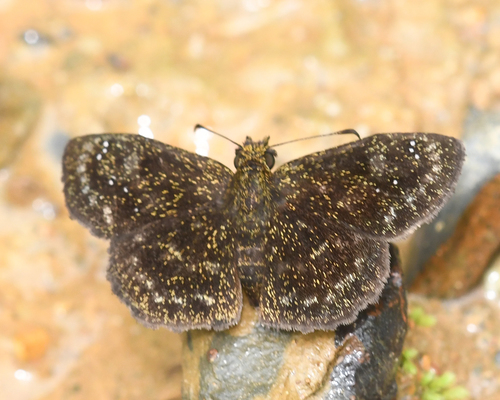 Staphylus lizeri