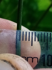 Juncus distegus