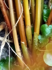 Juncus distegus