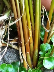 Juncus distegus