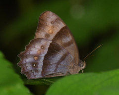 Taygetis thamyra