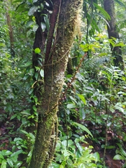 Macropsychanthus macrocarpus