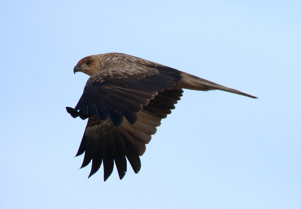 Whistling Kite