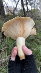 Lactarius alnicola