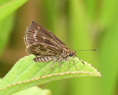 Vehilius celeus