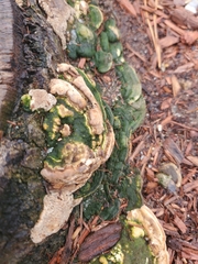 Polyporaceae