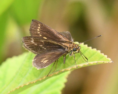 Vehilius celeus