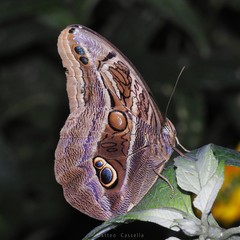 Eryphanis aesacus