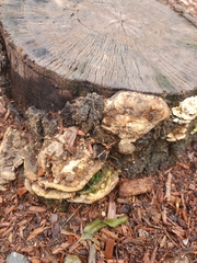 Polyporaceae