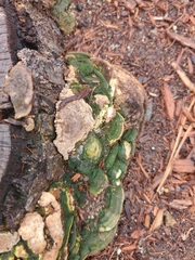 Polyporaceae