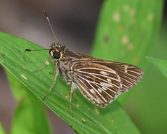 Vehilius stictomenes stictomenes