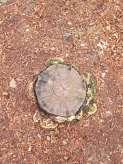 Polyporaceae