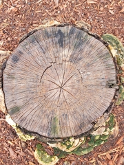 Polyporaceae
