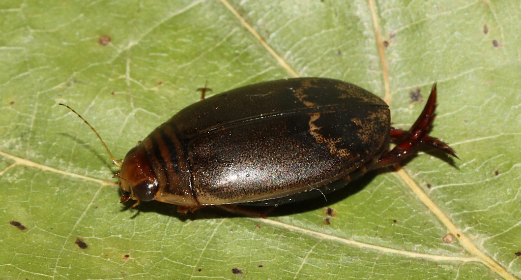 Acilius fraternus