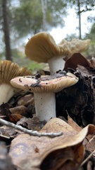 Russula