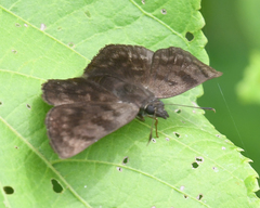 Viola violella