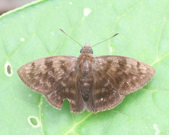 Viola violella