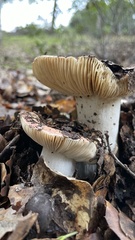 Russula