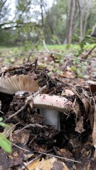 Russula