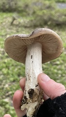 Entoloma ferruginans