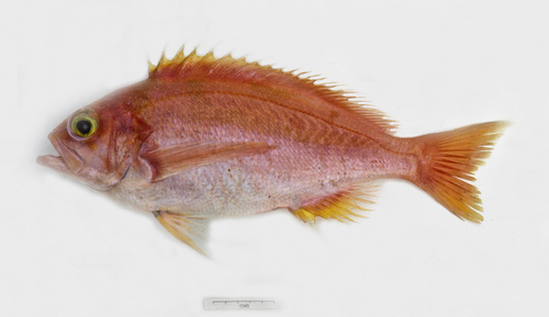 Krasyukova's perch (Caprodon krasyukovae) — Serranidae — 5