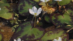 Nymphoides hydrophylla
