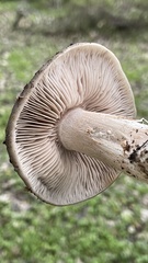Entoloma ferruginans