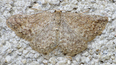 Lobocleta granitaria
