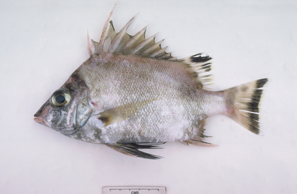 Eastern Australian Banjofish