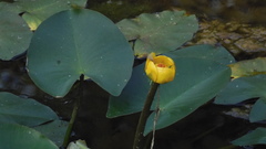 Nuphar japonica