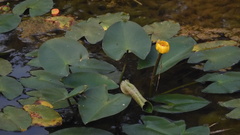 Nuphar japonica
