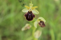 Ophrys sphegodes sphegodes
