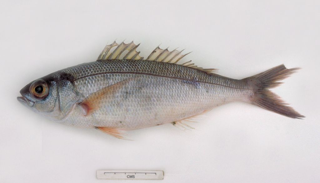 Lavender Jobfish