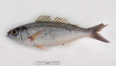 Lavender Jobfish photo 1