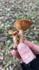 Lactarius rubidus