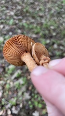 Lactarius rubidus