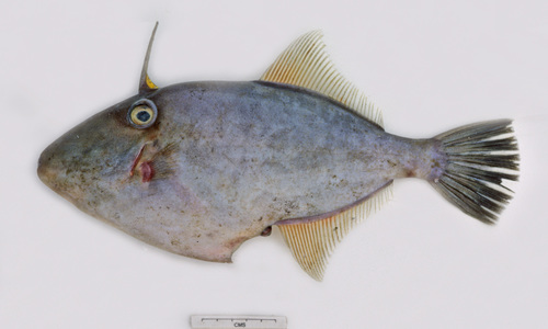 Modest filefish (Thamnaconus modestoides) — Monacanthidae — 2