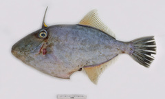Thamnaconus modestoides