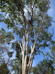 Eucalyptus hallii