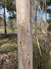 Eucalyptus hallii