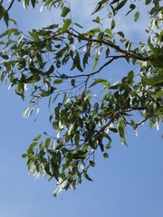 Eucalyptus hallii