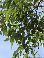 Eucalyptus hallii