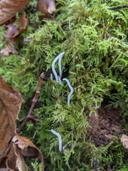 Clavaria acuta