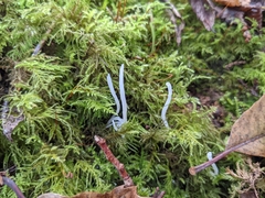 Clavaria acuta