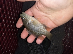 Lepomis cyanellus