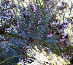 Erica glabella laevis