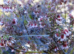 Erica glabella laevis