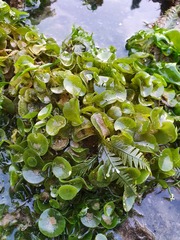Caulerpa chemnitzia